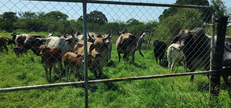 Our Lady of Good Counsel Animal and Crop Production