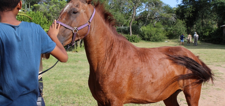 Horse Breeding at Pax College